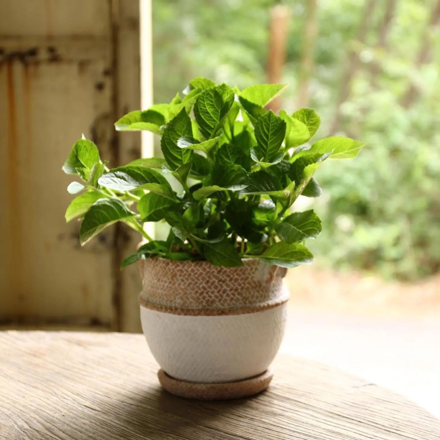 Home And Garden Elyse Breanne | Cement Rope Planter